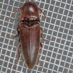 Elaterini