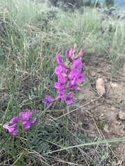 Oxytropis lambertii