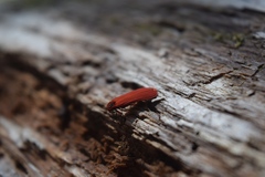 Dictyoptera simplicipes