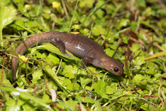 Hynobius arisanensis