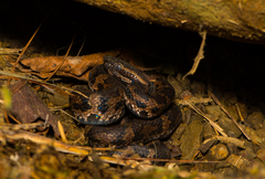 Trimeresurus gracilis