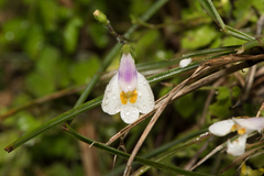 Mazus alpinus