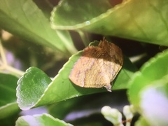 Camptogramma bilineata