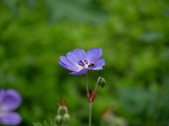 Anthophila