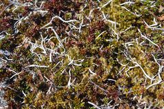 Thamnolia vermicularis vermicularis