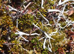 Thamnolia vermicularis vermicularis