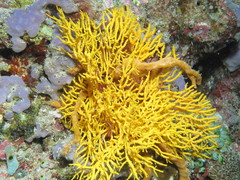 Melithaea