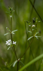 Galium labradoricum