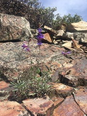 Penstemon laetus