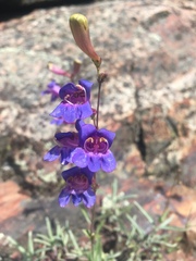 Penstemon laetus