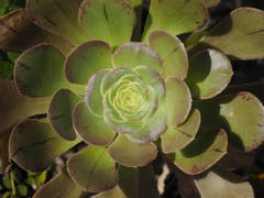Aeonium arboreum