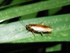 Ischnoptera bilunata