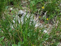 Oreojuncus monanthos