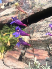 Penstemon laetus