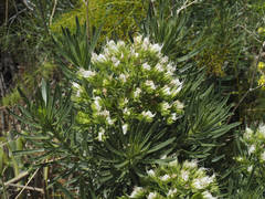 Echium aculeatum