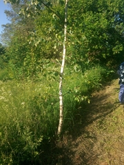 Betula pendula