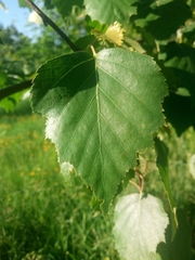 Betula pendula