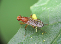 Norellisoma spinimanum