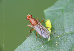 Norellisoma spinimanum