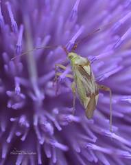 Adelphocoris