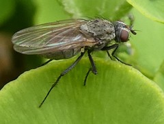 Diptera