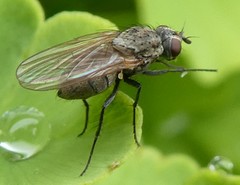 Diptera