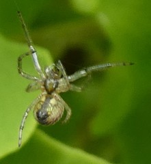 Araneae