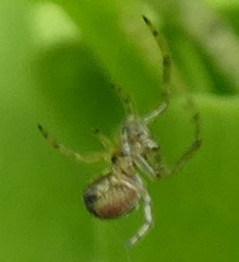 Araneae