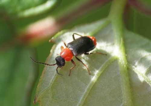 Ebaeus battonii
