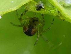 Araneae