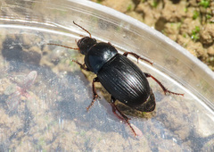 Harpalus dimidiatus