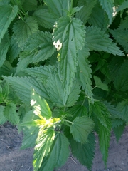 Urtica dioica