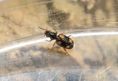 Bembidion quadrimaculatum