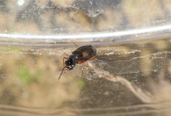Bembidion quadrimaculatum