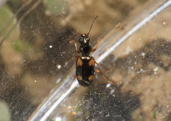 Bembidion quadrimaculatum