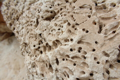 Anthophora pueblo