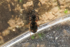 Bembidion quadrimaculatum