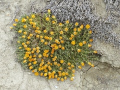 Chuquiraga aurea