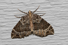 Ecliptopera silaceata