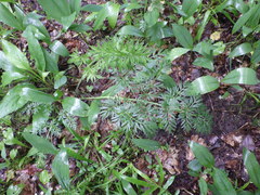 Silphiodaucus prutenicus