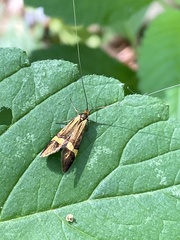 Nemophora degeerella