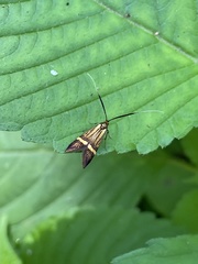 Nemophora degeerella