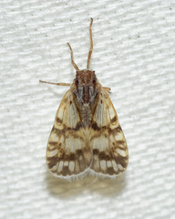 Bothriocera drakei