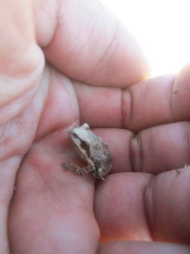 iNaturalist observation photo of Pacific chorus frog