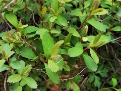 Spiraea decumbens