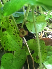 Asarum