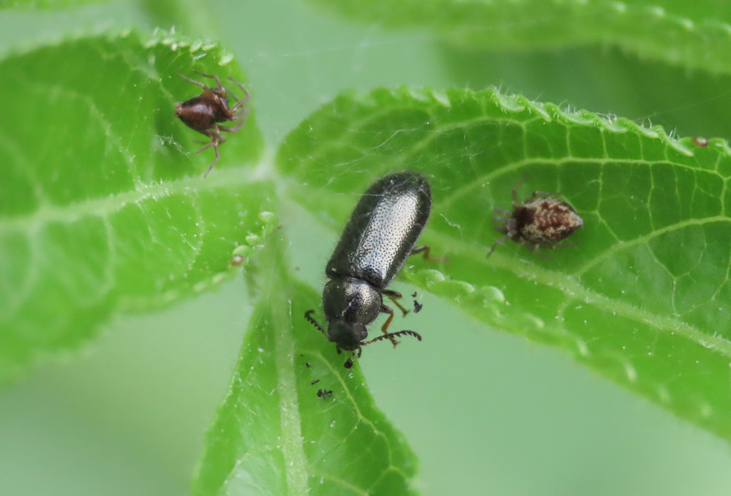 Aplocnemus chalconatus