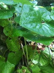 Asarum
