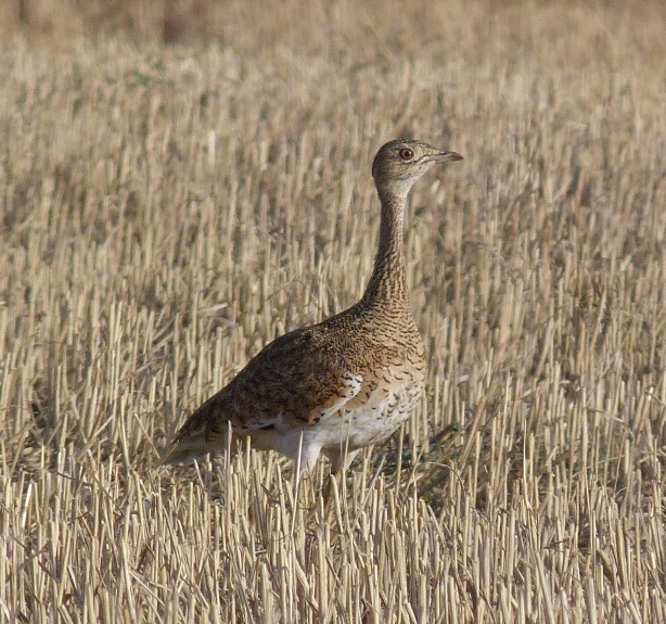 Little Bustard