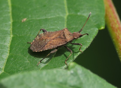 Anoplocerus luteus
